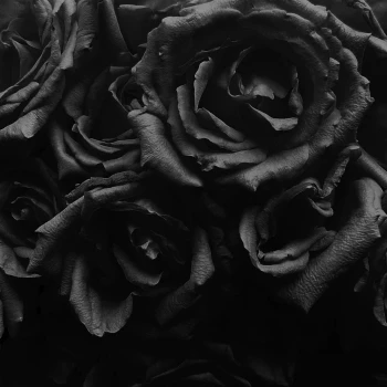 blackrose173