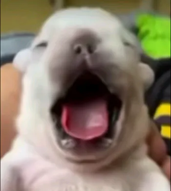 POUCITO_BONS