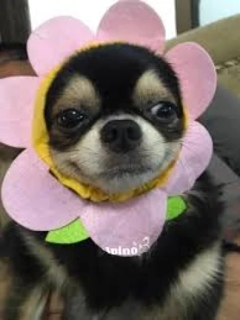 Tiagojor