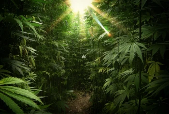 Davidcityoftrees420