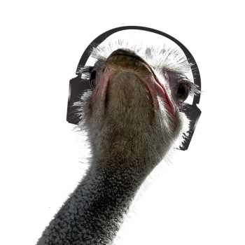 Kick profile picture for @strauss