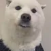 pandaman5461