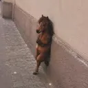novaztc