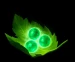 TannGosu