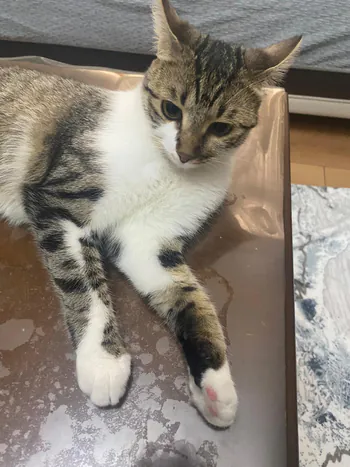 Cinnamoncat