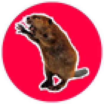 Kick profile picture for @bob