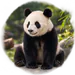 panzroll