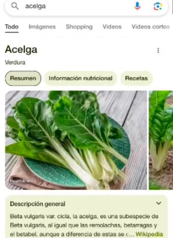 AcelgaAz
