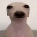 Noricck