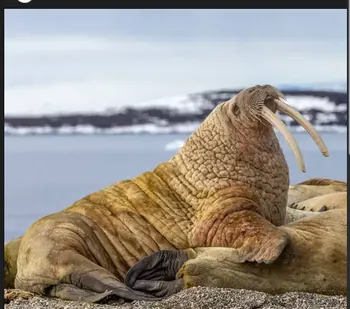 giganigi