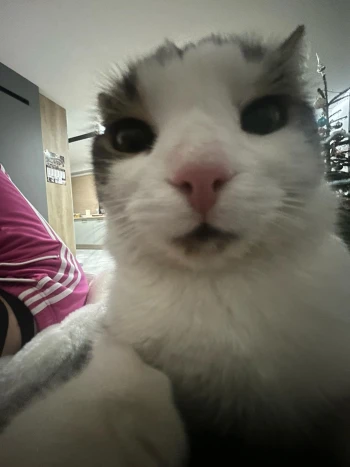 AmeliaZosia Kick Profile Picture