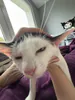 yngSzymiSzyms