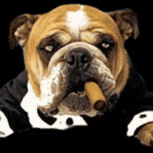 Buldog_cz