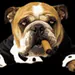 Buldog_cz