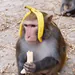 YonkeibersonEstibenson
