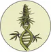 Jsmedilounge