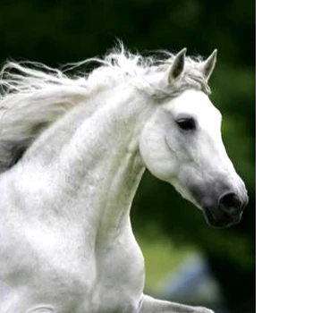 Kick profile picture for @equine