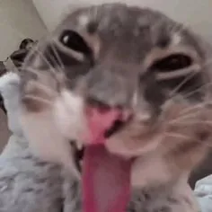 szvmon