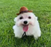perro_mogul