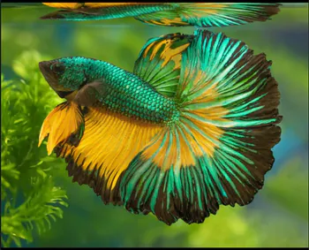 Mysteryfish132