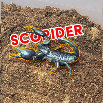 scopider