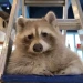 GamingRacoon