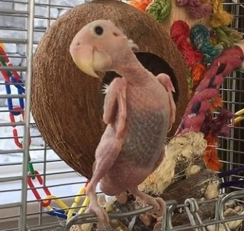 Higiik