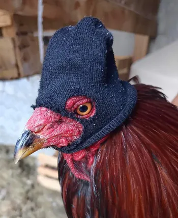 BABBUSHKA
