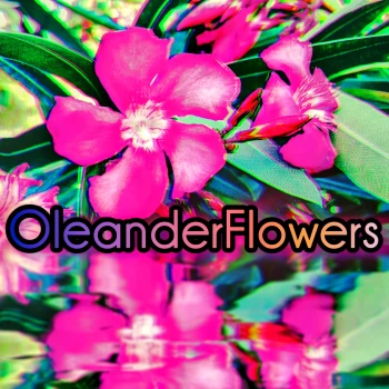 OleanderFlowers