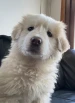 MrChifu