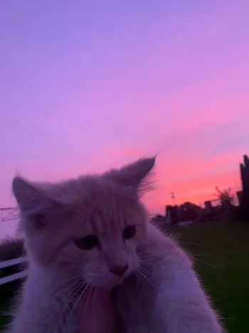 BlueCatTIKTOK