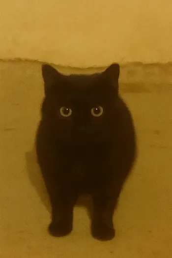 liltimmya Kick Profile Picture