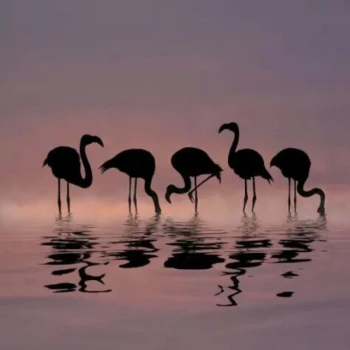 FlamingoPS