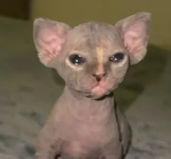 YAJARRR