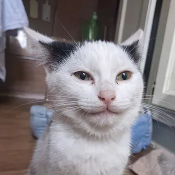 FacuWTF