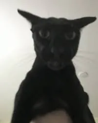 MONDILOX2