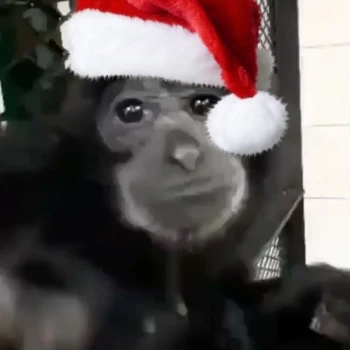 gibbon