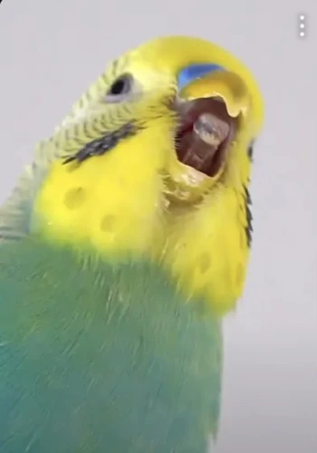 Kick Profile Pic