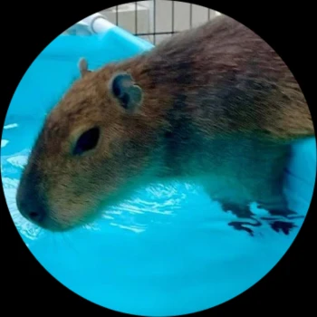 ham_55