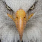 eyesoulvted's avatar