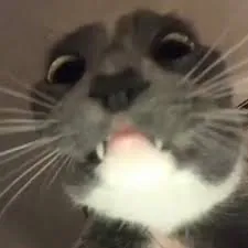 Mivsa