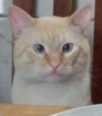 TitoTheKitten