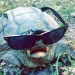 elrulosHO
