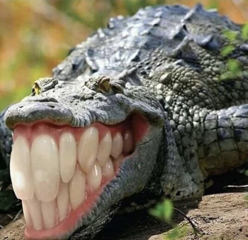 YvngCroc