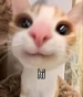 MrZades