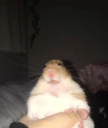 Jemapi_jxs