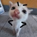 Puflitou