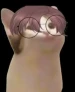 Gatito03