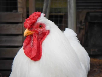 Kfcmanager1
