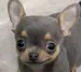 TheWiiWi
